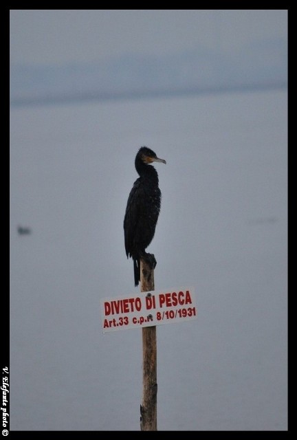 Cormorani al Lago Patria